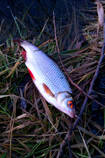 foto/diskuze/z_lovu/2013/th-img92408.jpg