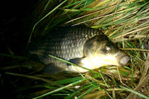 foto/diskuze/z_lovu/2013/th-img92410.jpg