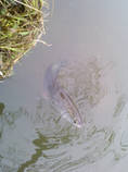 foto/diskuze/z_lovu/2013/th-img96087.jpg