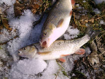 foto/diskuze/z_lovu/2013/th-img96476.jpg