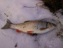foto/diskuze/z_lovu/2013/th-img96479.jpg