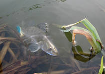 foto/diskuze/z_lovu/2013/th-img96542.jpg