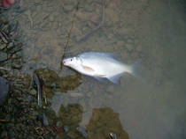 foto/diskuze/z_lovu/2013/th-img96617.jpg