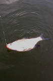 foto/diskuze/z_lovu/2013/th-img96628.jpg