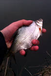 foto/diskuze/z_lovu/2013/th-img97300.jpg