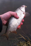 foto/diskuze/z_lovu/2013/th-img97386.jpg