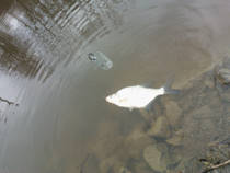 foto/diskuze/z_lovu/2013/th-img97403.jpg