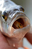 foto/diskuze/z_lovu/2013/th-img97421.jpg