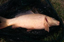 foto/diskuze/z_lovu/2013/th-img97527.jpg