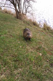 foto/diskuze/z_lovu/2013/th-img97529.jpg