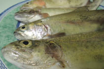foto/diskuze/z_lovu/2013/th-img97531.jpg