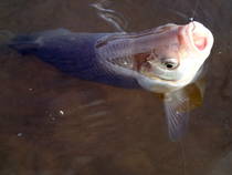 foto/diskuze/z_lovu/2013/th-img97544.jpg