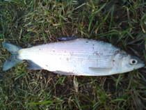 foto/diskuze/z_lovu/2013/th-img97550.jpg