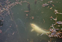 foto/diskuze/z_lovu/2013/th-img97570.jpg