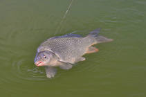 foto/diskuze/z_lovu/2013/th-img97572.jpg