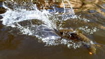foto/diskuze/z_lovu/2013/th-img97618.jpg