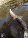 foto/diskuze/z_lovu/2013/th-img97619.jpg