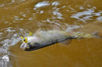 foto/diskuze/z_lovu/2013/th-img97663.jpg