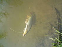 foto/diskuze/z_lovu/2013/th-img97919.jpg