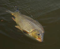 foto/diskuze/z_lovu/2013/th-img97981.jpg