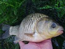 foto/diskuze/z_lovu/2013/th-img97982.jpg