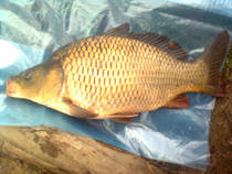 foto/diskuze/z_lovu/2013/th-img98057.jpg
