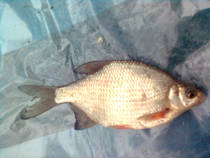 foto/diskuze/z_lovu/2013/th-img98060.jpg