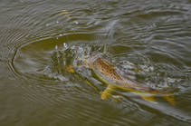 foto/diskuze/z_lovu/2013/th-img98074.jpg