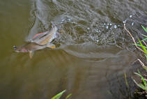 foto/diskuze/z_lovu/2013/th-img98099.jpg
