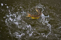 foto/diskuze/z_lovu/2013/th-img98104.jpg