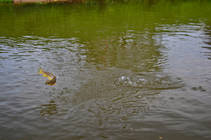 foto/diskuze/z_lovu/2013/th-img98215.jpg