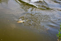 foto/diskuze/z_lovu/2013/th-img98216.jpg