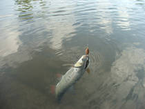 foto/diskuze/z_lovu/2013/th-img98233.jpg
