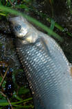 foto/diskuze/z_lovu/2013/th-img98247.jpg