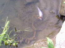 foto/diskuze/z_lovu/2013/th-img98275.jpg