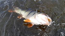 foto/diskuze/z_lovu/2013/th-img98404.jpg