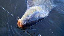 foto/diskuze/z_lovu/2013/th-img98467.jpg