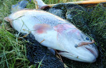 foto/diskuze/z_lovu/2013/th-img98507.jpg