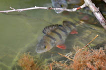foto/diskuze/z_lovu/2013/th-img98524.jpg