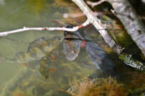 foto/diskuze/z_lovu/2013/th-img98525.jpg