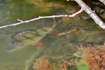 foto/diskuze/z_lovu/2013/th-img98526.jpg