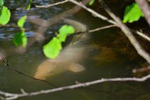 foto/diskuze/z_lovu/2013/th-img98527.jpg