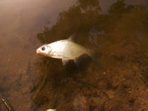 foto/diskuze/z_lovu/2013/th-img98584.jpg