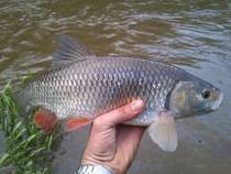foto/diskuze/z_lovu/2013/th-img98686.jpg