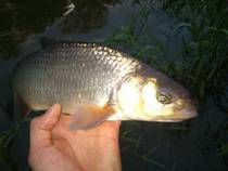 foto/diskuze/z_lovu/2013/th-img98687.jpg