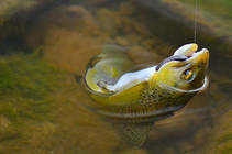 foto/diskuze/z_lovu/2013/th-img98724.jpg