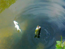 foto/diskuze/z_lovu/2013/th-img98926.jpg