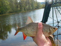 foto/diskuze/z_lovu/2013/th-img98932.jpg