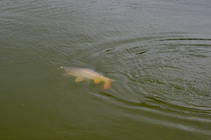 foto/diskuze/z_lovu/2013/th-img99049.jpg