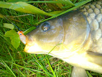 foto/diskuze/z_lovu/2013/th-img99235.jpg